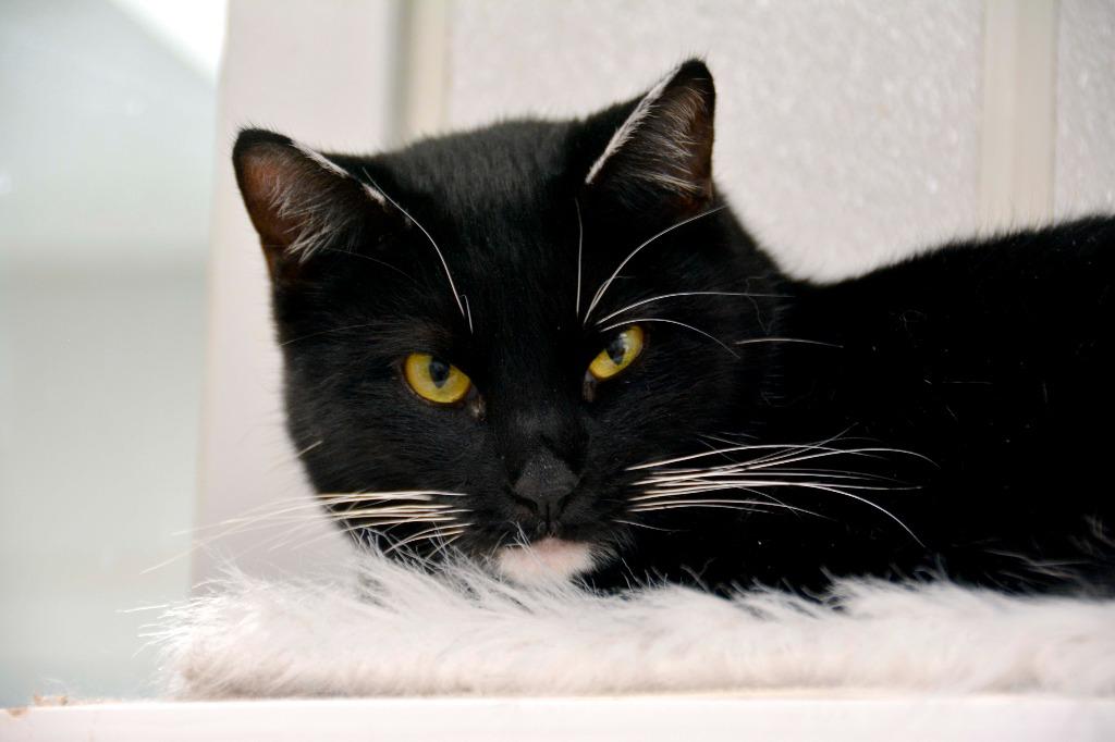 Enlarge MISS SOX, a Adoptable mixed breed in New Bern, NC image 1/2