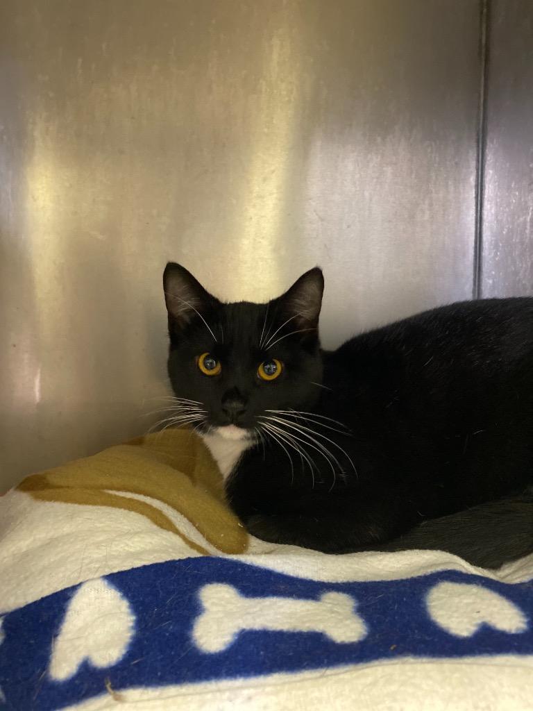 Enlarge MISS SOX, a Adoptable mixed breed in New Bern, NC image 2/2