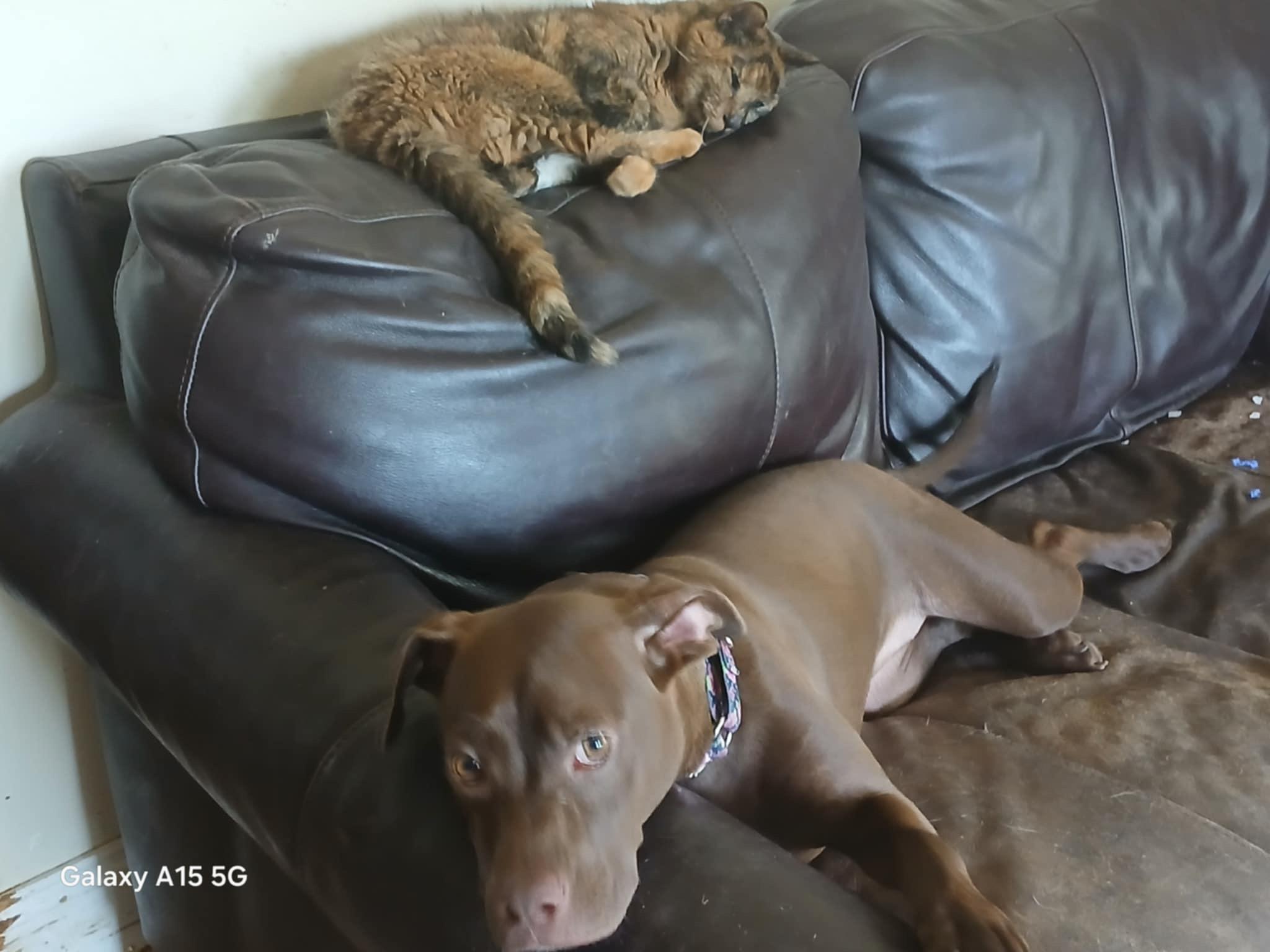 Nova, a Adoptable mixed breed in Ferrisburgh, VT image 2/6