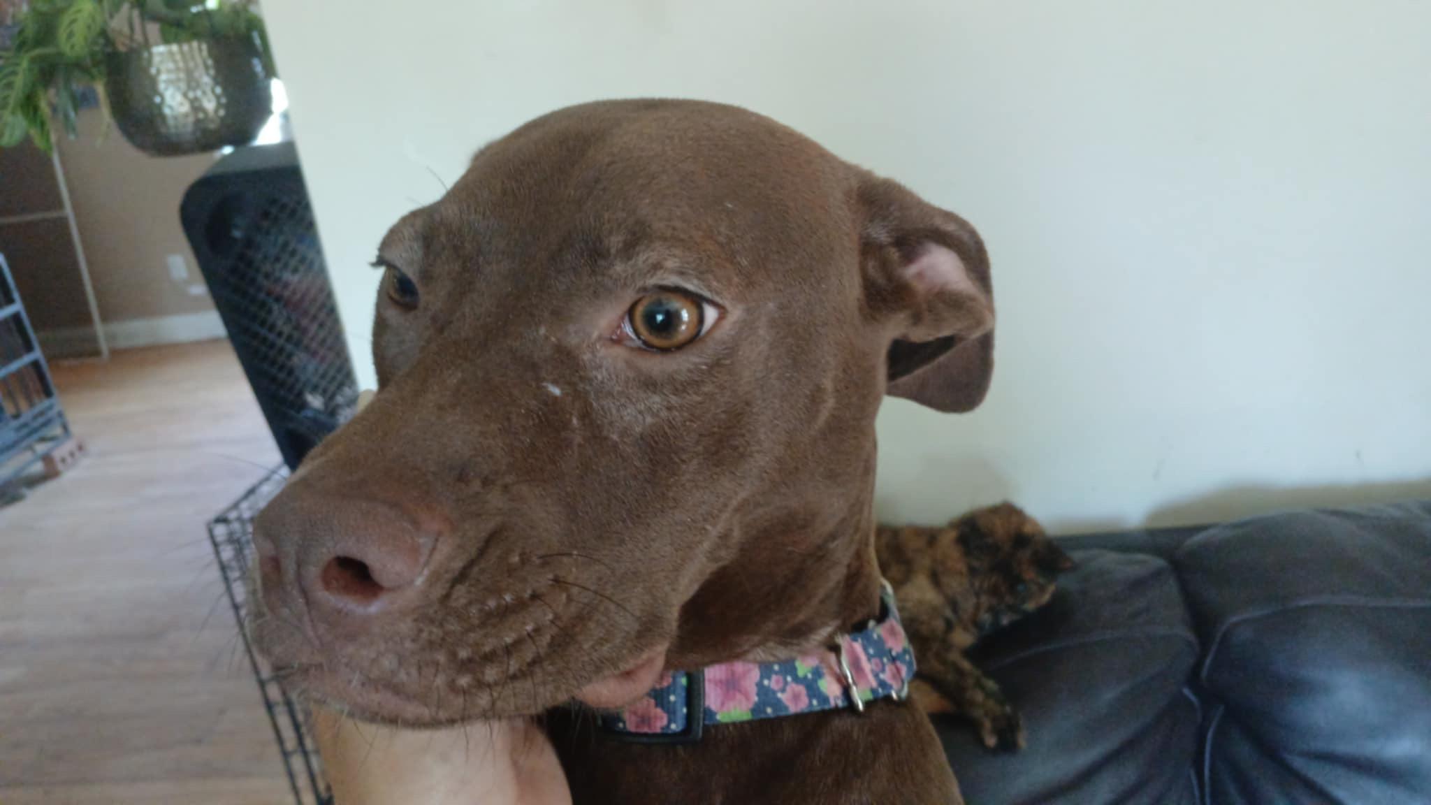 Nova, a Adoptable mixed breed in Ferrisburgh, VT image 1/6