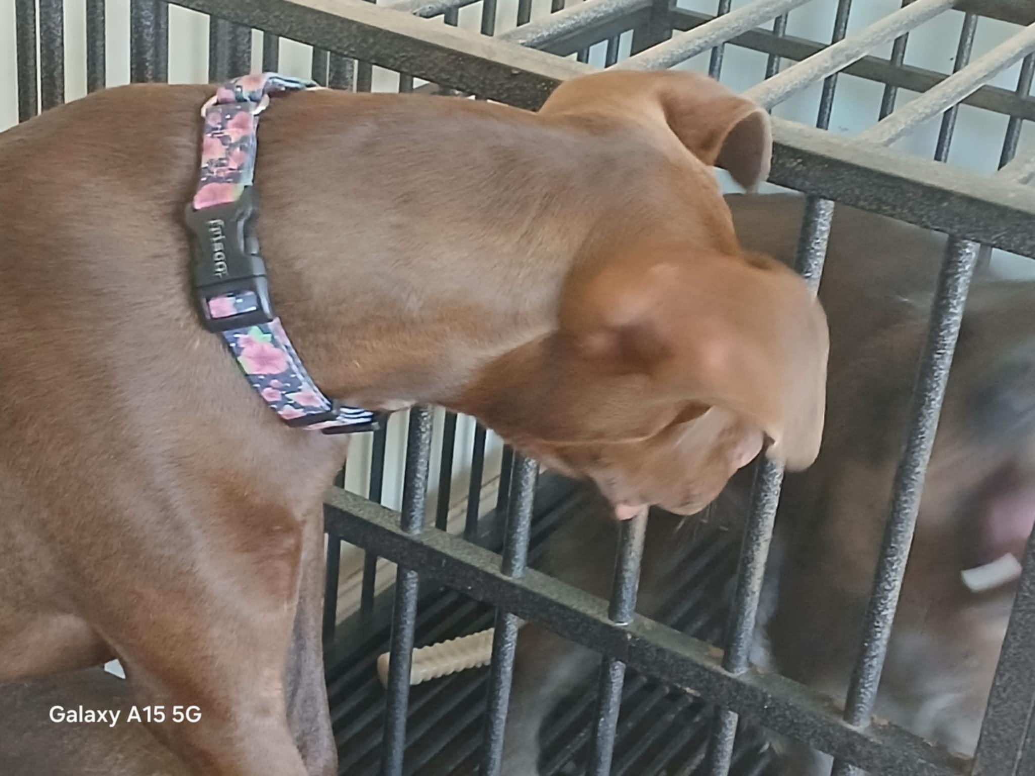 Nova, a Adoptable mixed breed in Ferrisburgh, VT image 3/6