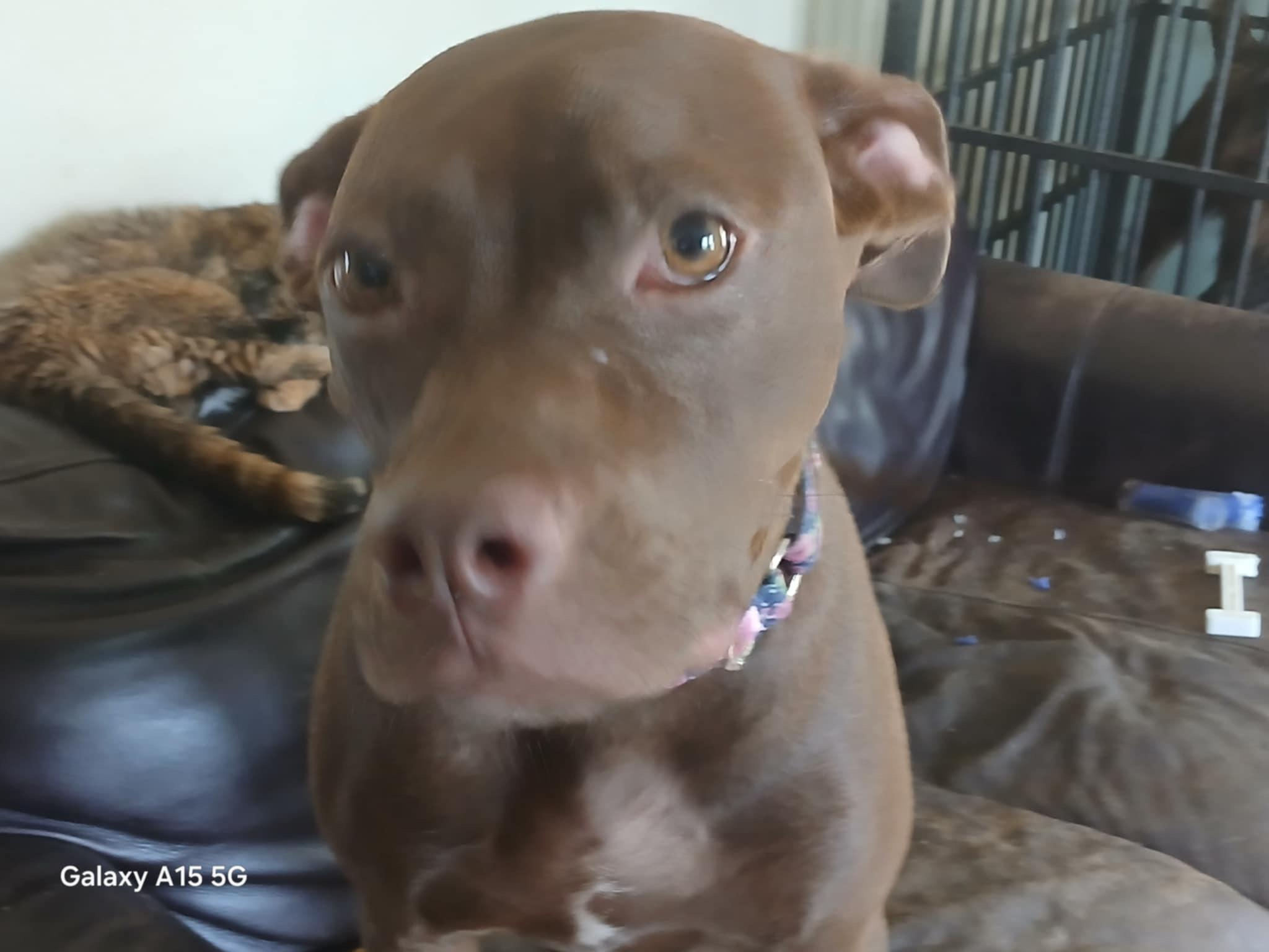 Nova, a Adoptable mixed breed in Ferrisburgh, VT image 4/6