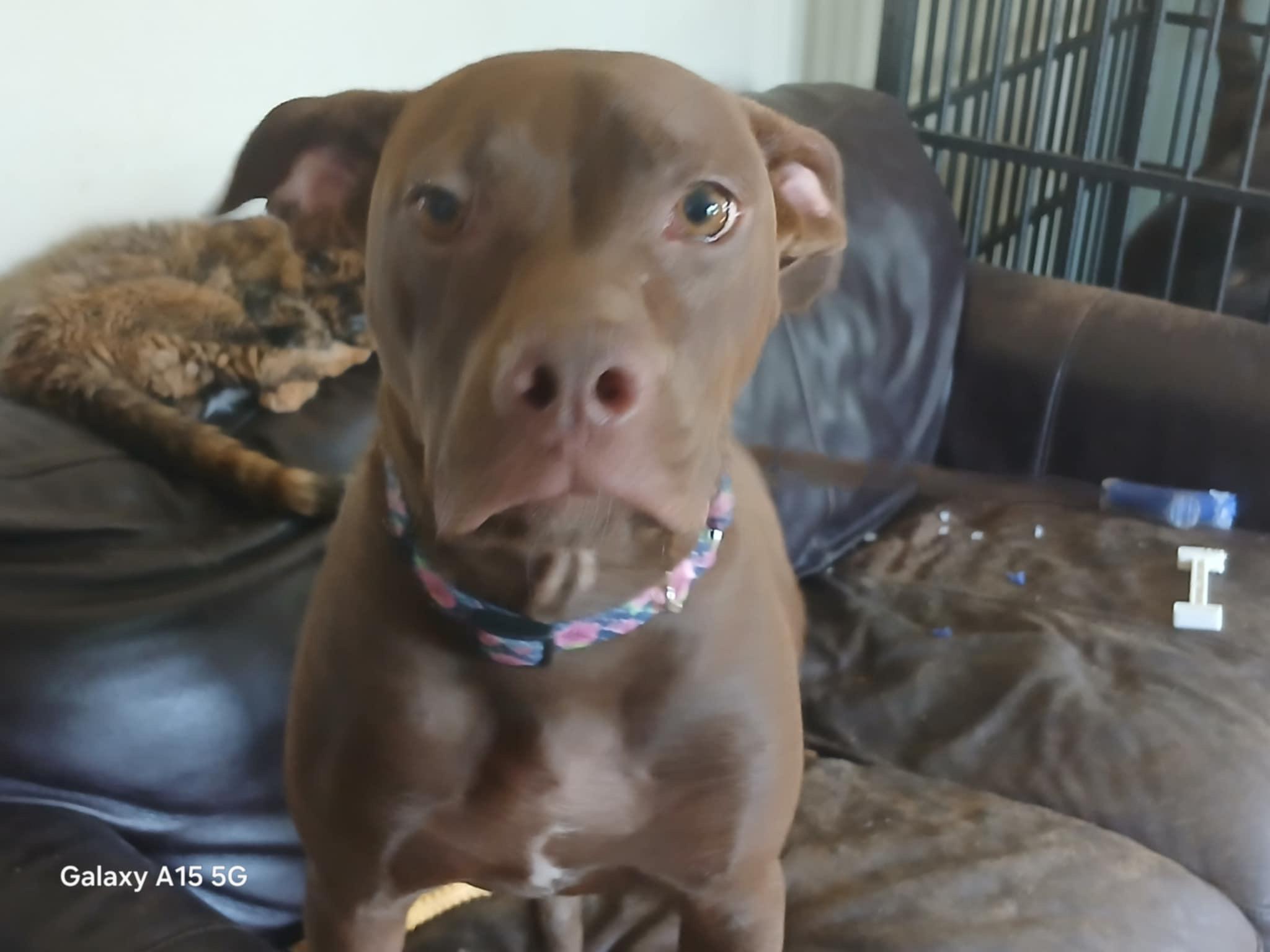 Nova, a Adoptable mixed breed in Ferrisburgh, VT image 5/6