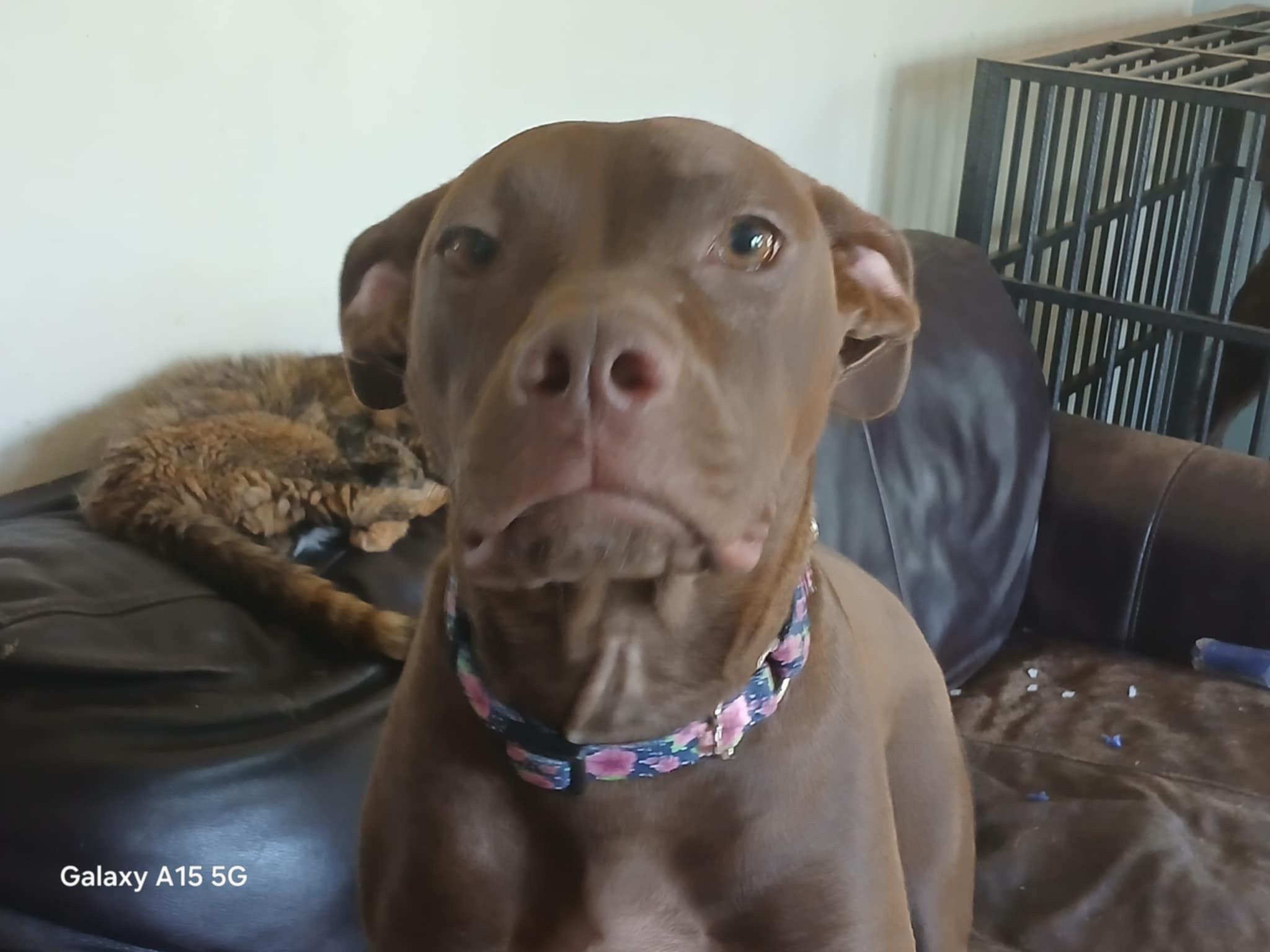 Nova, a Adoptable mixed breed in Ferrisburgh, VT image 6/6