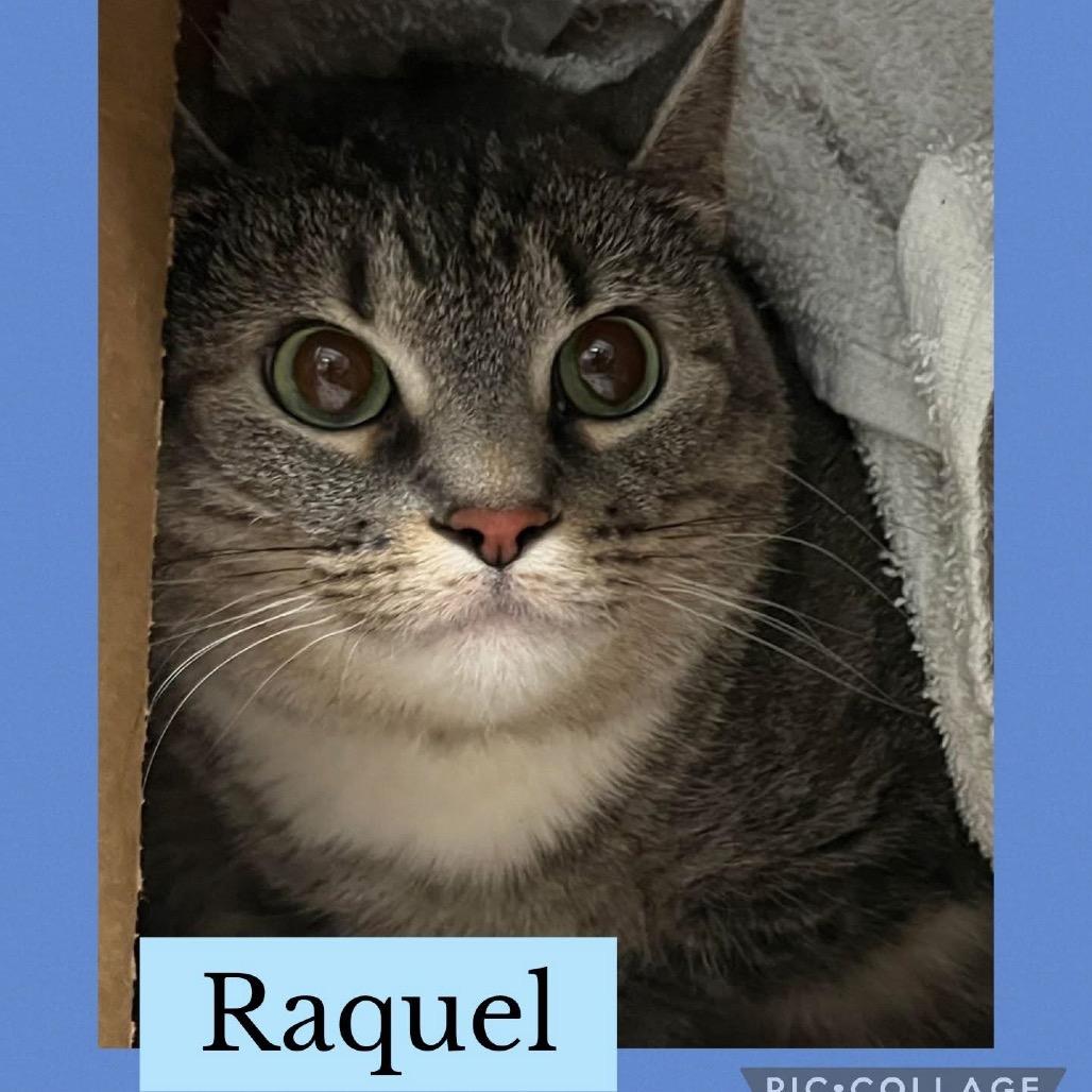 Raquel, Adoptable, Adult Female Domestic Short Hair.