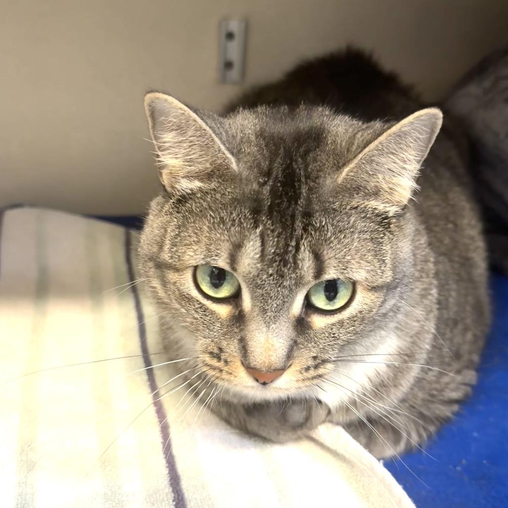 Enlarge Raquel, a Adoptable Domestic Short Hair in Wheeling, IL image 2/6