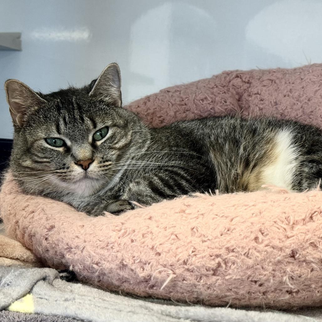 Enlarge Raquel, a Adoptable Domestic Short Hair in Wheeling, IL image 3/6