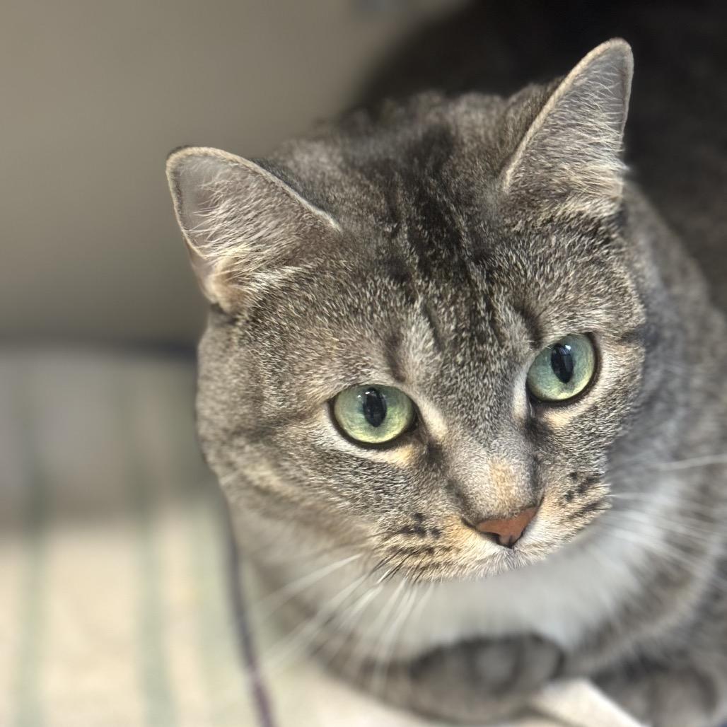 Enlarge Raquel, a Adoptable Domestic Short Hair in Wheeling, IL image 4/6