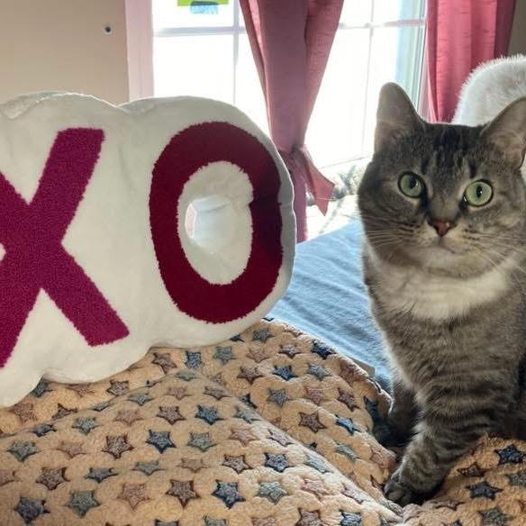 Enlarge Raquel, a Adoptable Domestic Short Hair in Wheeling, IL image 5/6