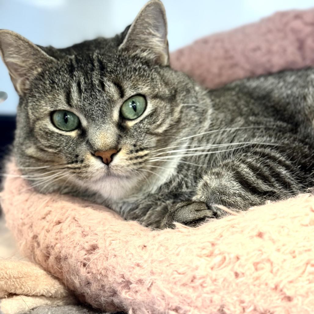 Enlarge Raquel, a Adoptable Domestic Short Hair in Wheeling, IL image 5/6