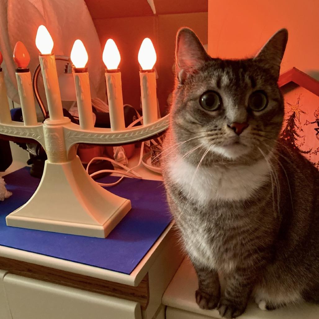 Enlarge Raquel, a Adoptable Domestic Short Hair in Wheeling, IL image 6/6