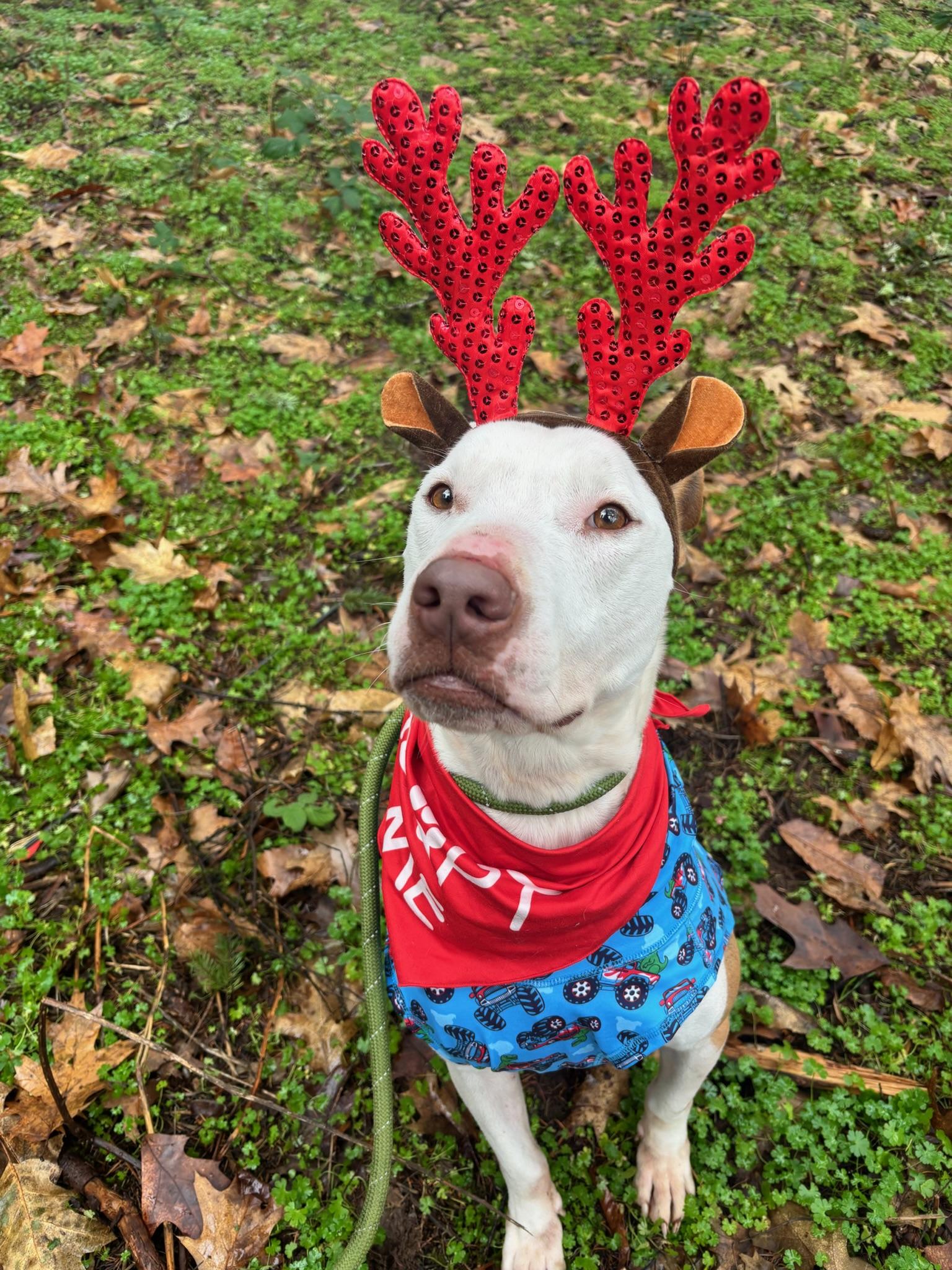 Enlarge Ben, a Adoptable Staffordshire Bull Terrier in Bend , OR image 3/6