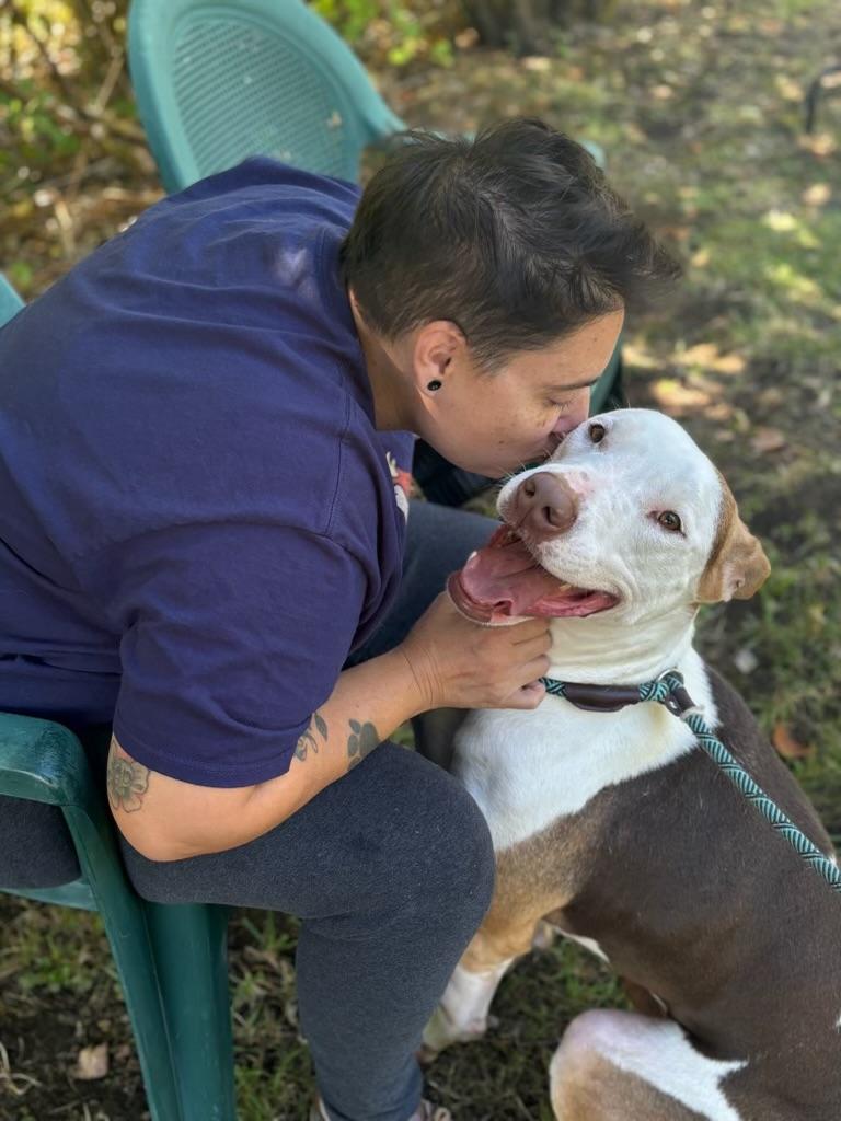 Enlarge Ben, a Adoptable Staffordshire Bull Terrier in Bend , OR image 6/6