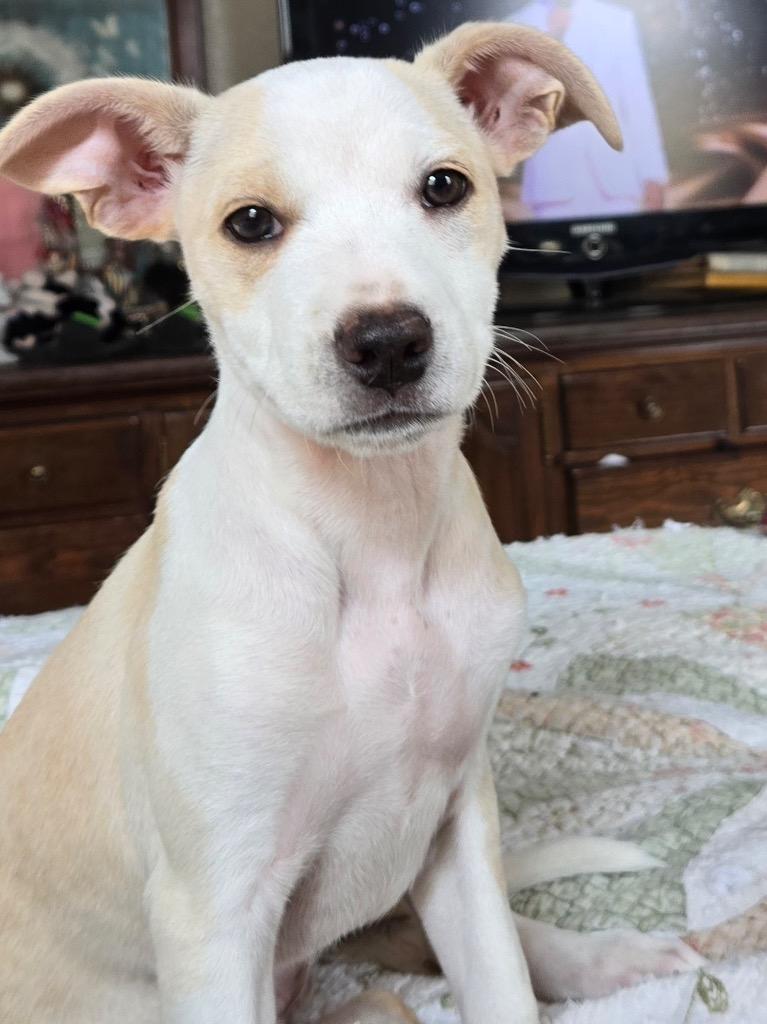 Audrey, Adoptable, Young Female Labrador Retriever.