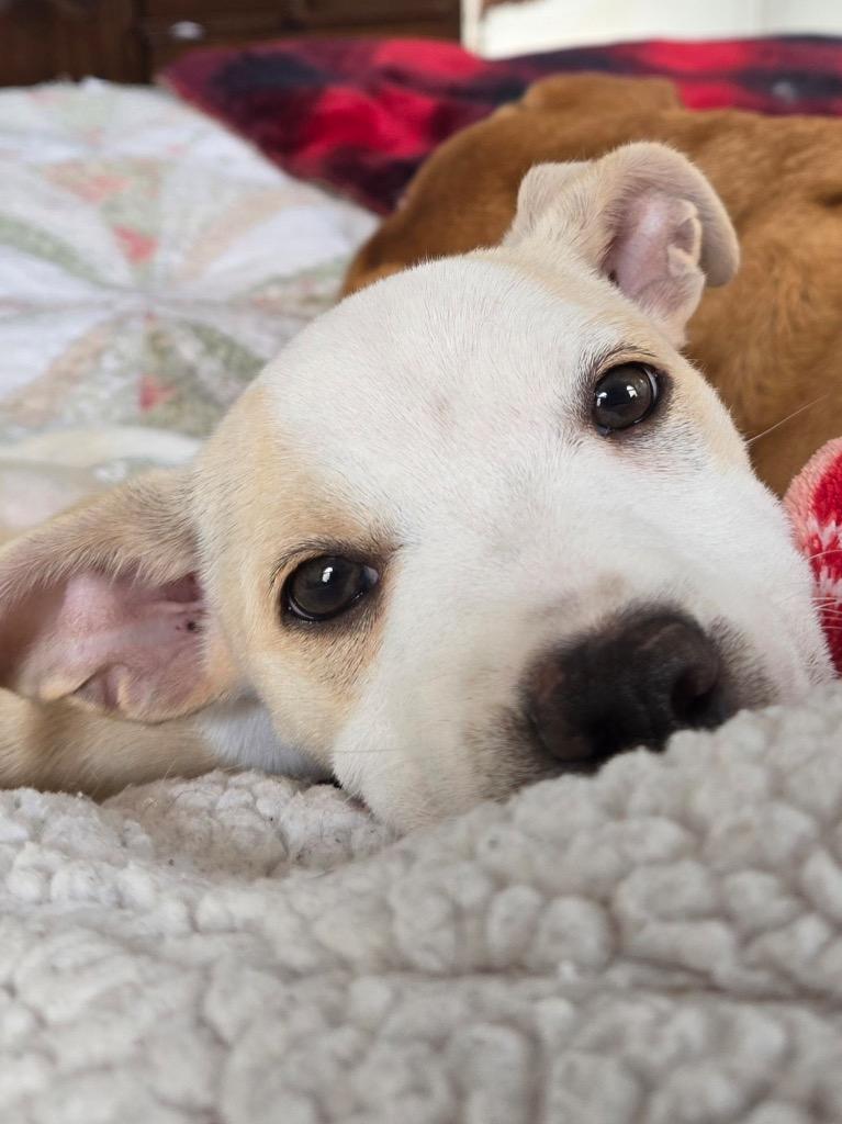 Enlarge Audrey, a Adoptable mixed breed in Mustang, OK image 2/2