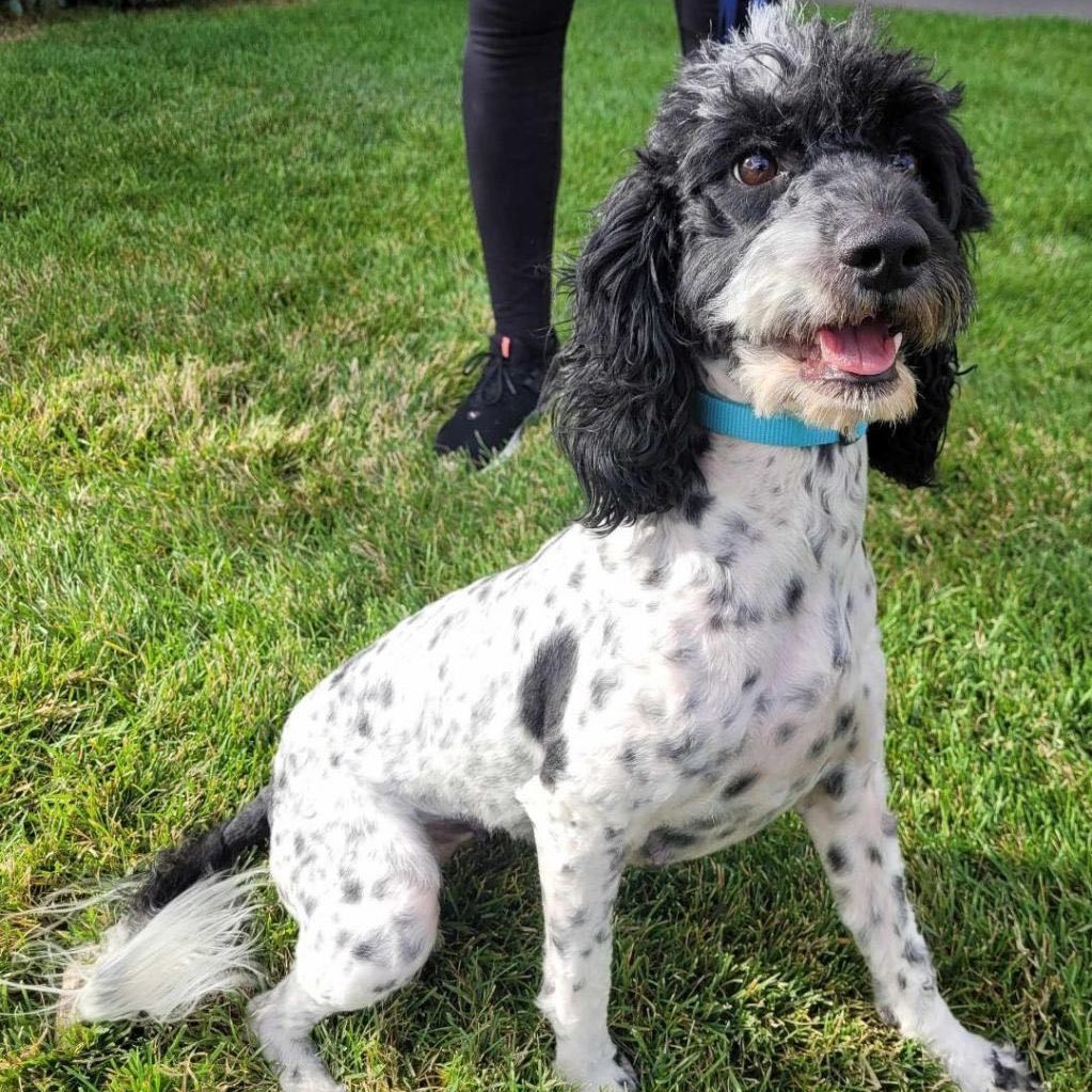 Maggie , a Adoptable mixed breed in Willard, UT image 1/2