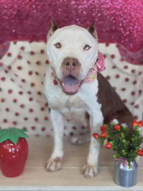 SANGRIA, Adoptable, Senior Female Pit Bull Terrier.