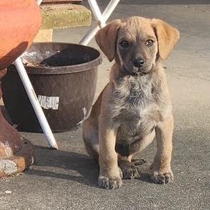 Doodle, Adoptable, Puppy Male Labrador Retriever & German Wirehaired Pointer.