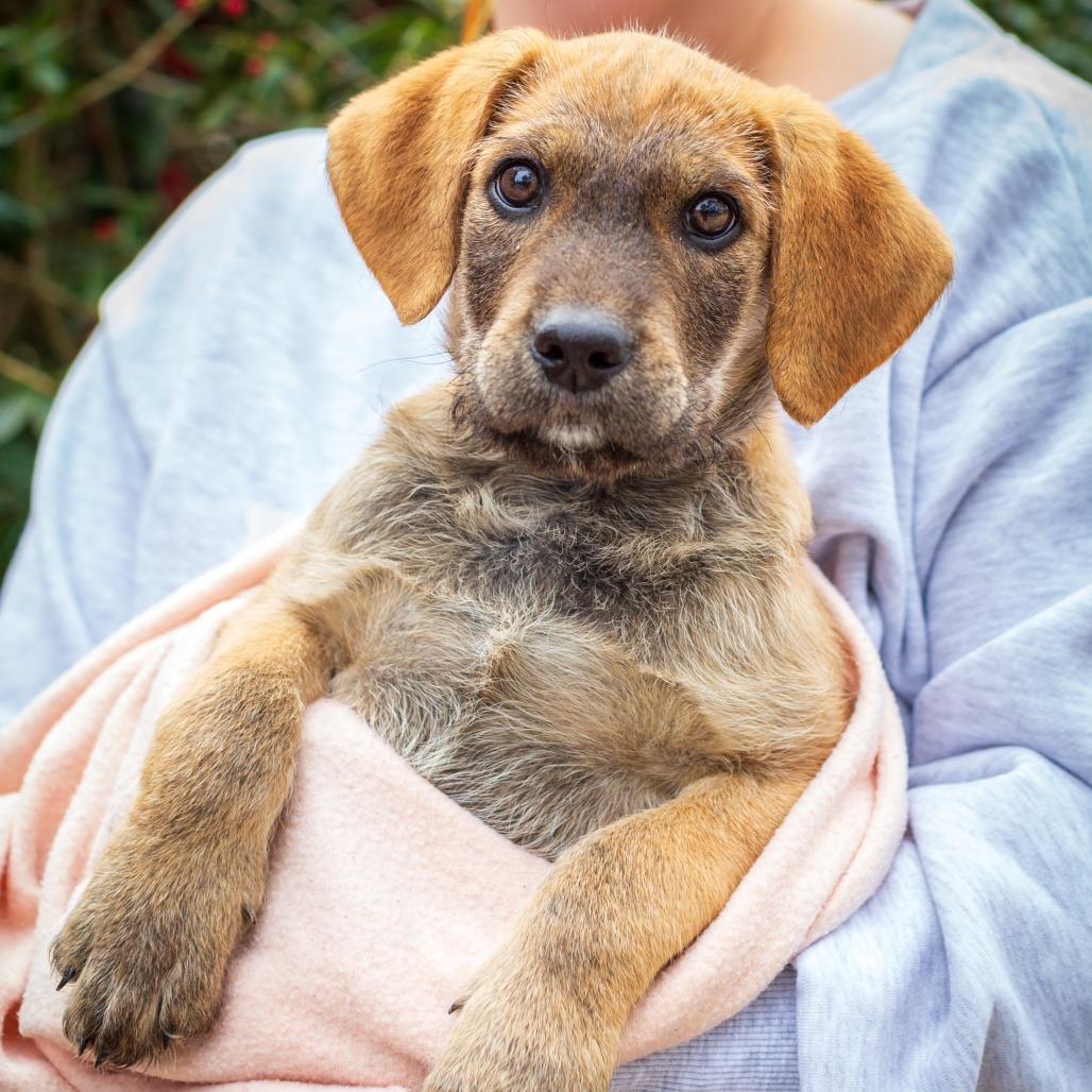 Doodle, Adoptable, Puppy Male Labrador Retriever & German Wirehaired Pointer.