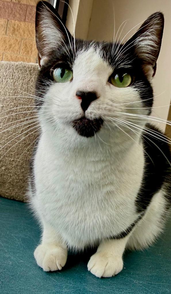 Legion, Adoptable, Young Male Domestic Short Hair.