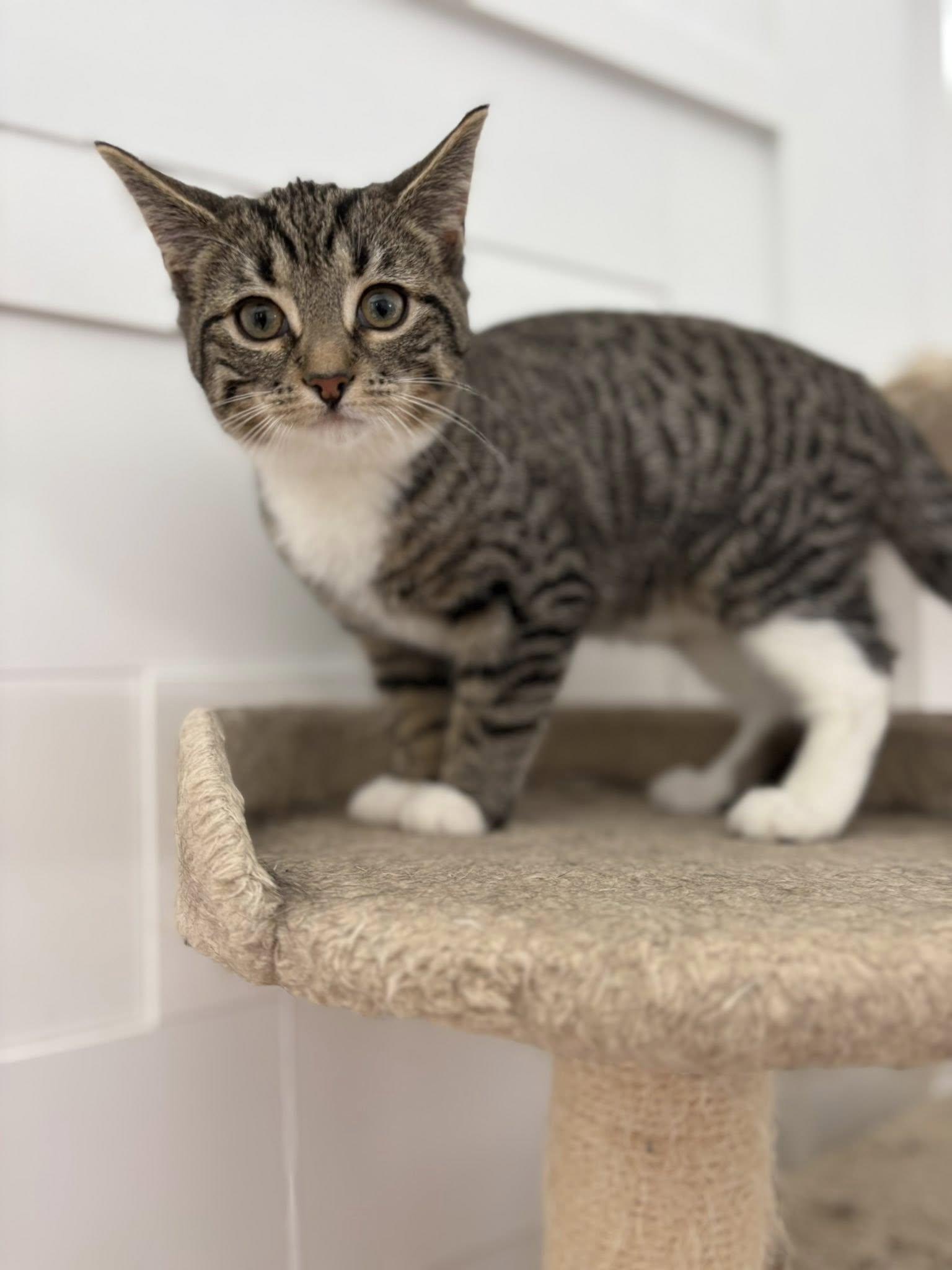 Enlarge Barcelona, a Adoptable Tabby in Orleans, ON image 1/3