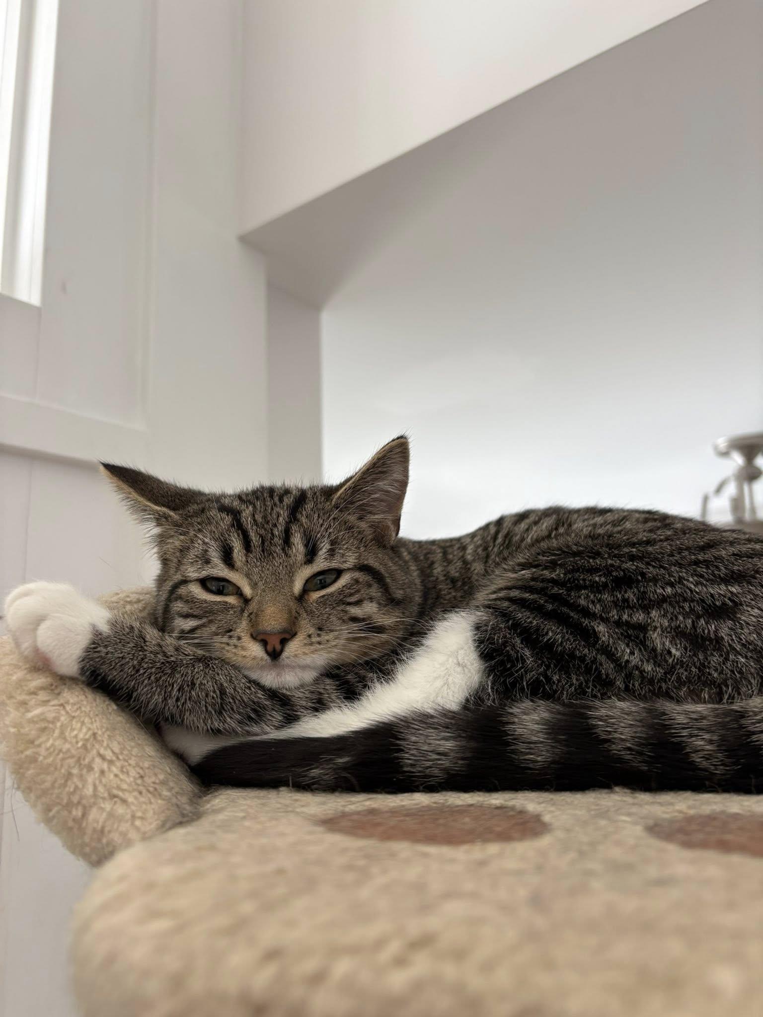 Enlarge Barcelona, a Adoptable Tabby in Orleans, ON image 2/3