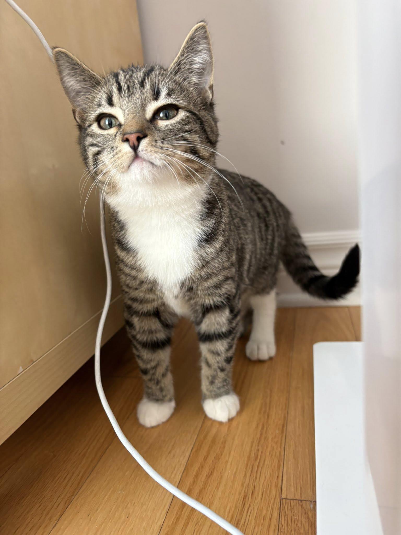 Enlarge Barcelona, a Adoptable Tabby in Orleans, ON image 3/3