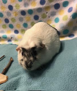 Pixel, Young Male Guinea Pig