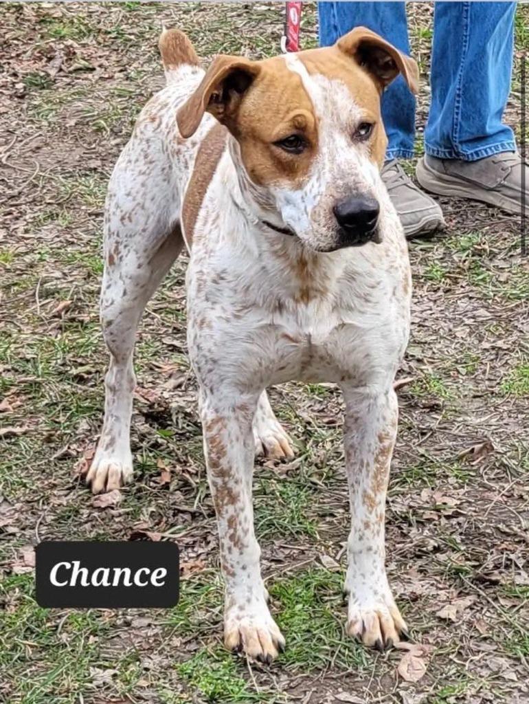 Enlarge Chance, a Adoptable Australian Cattle Dog / Blue Heeler in Buffalo, MO image 1/1