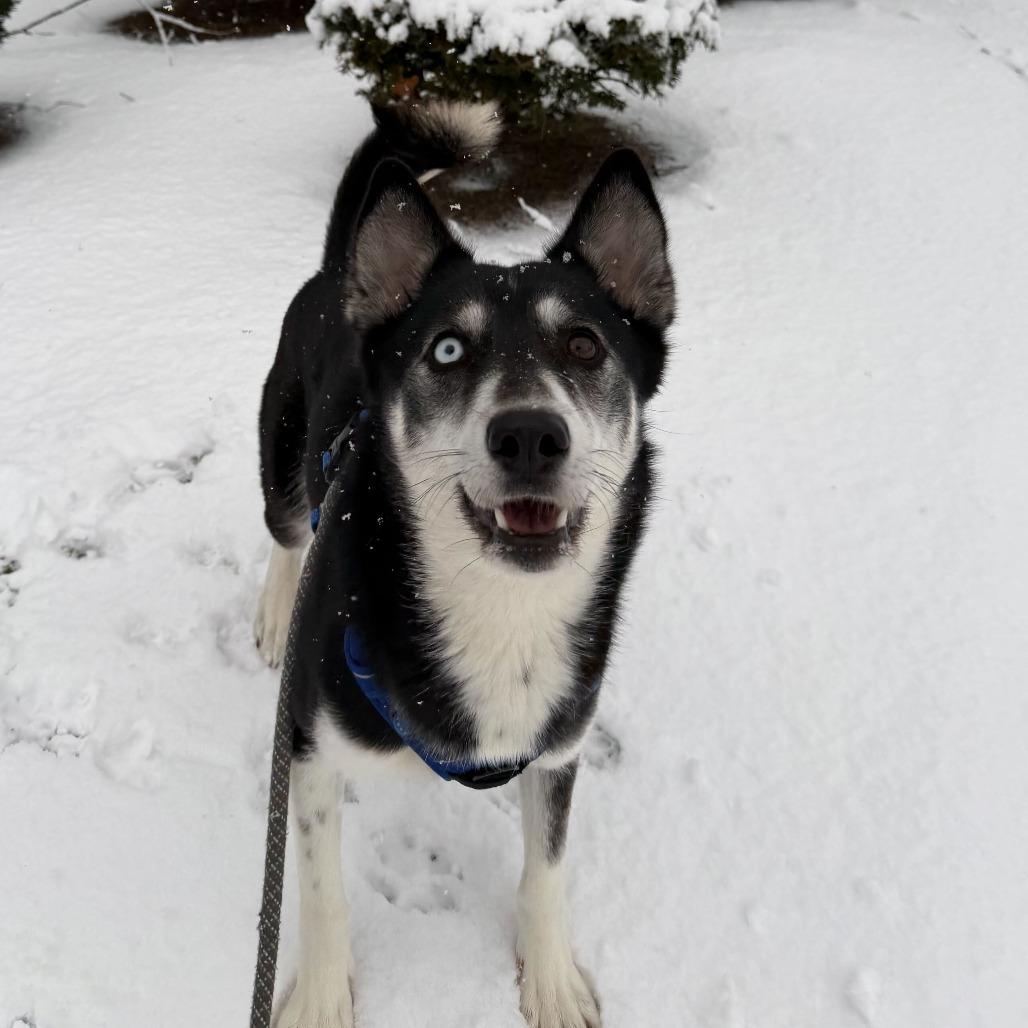Enlarge Shadow, a Adoptable mixed breed in Warwick, RI image 1/5