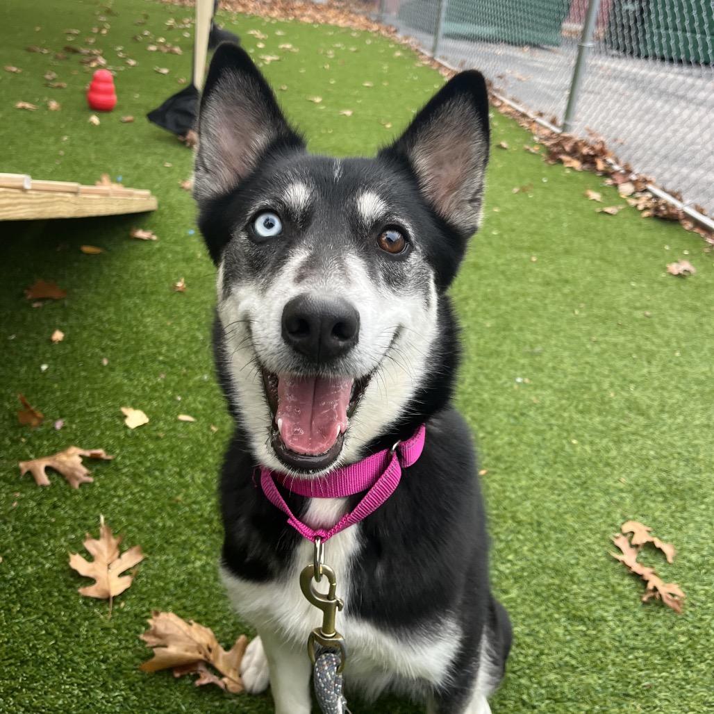 Enlarge Shadow, a Adoptable mixed breed in Warwick, RI image 3/5