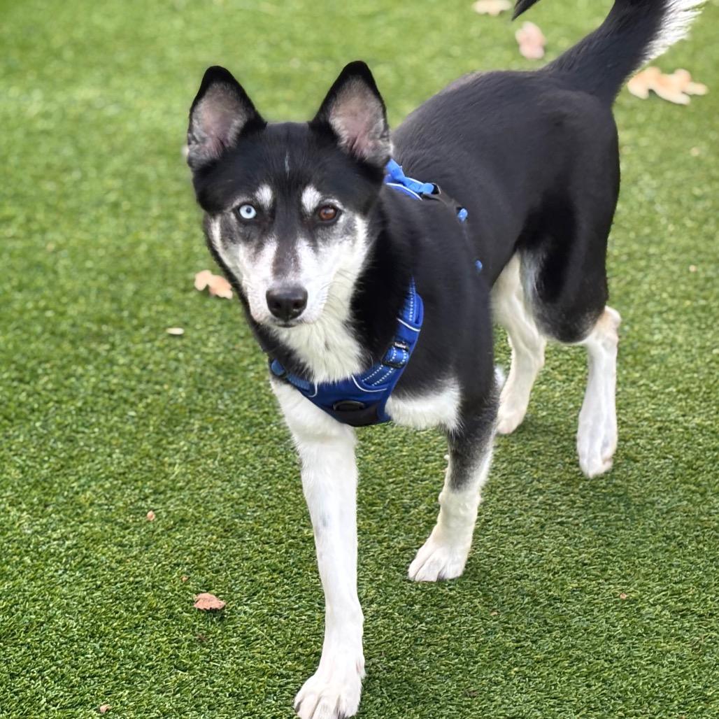 Enlarge Shadow, a Adoptable mixed breed in Warwick, RI image 4/5