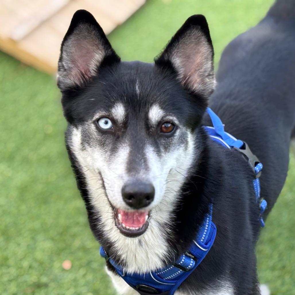 Enlarge Shadow, a Adoptable mixed breed in Warwick, RI image 5/5