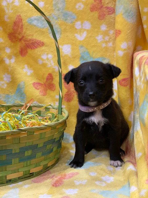 Lexie, Adoptable, Puppy Female Terrier & Labrador Retriever.
