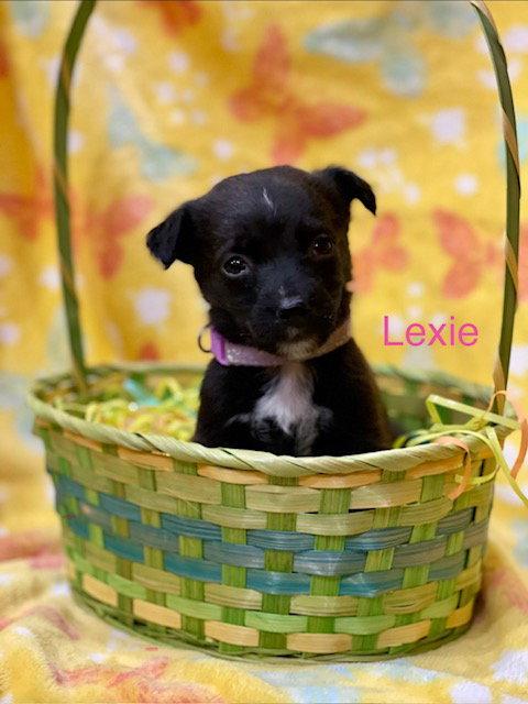Enlarge Lexie, a Adoptable mixed breed in Duluth, MN image 2/2