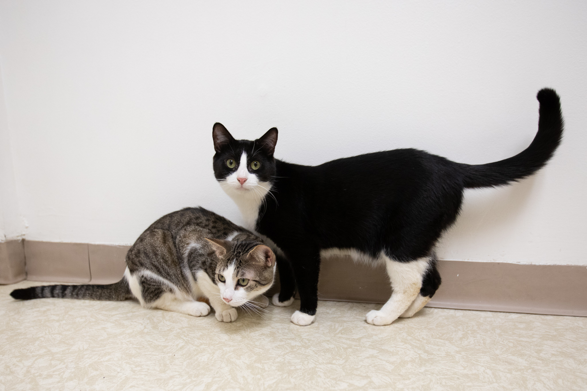 Bailey, Adoptable, Young Male Domestic Short Hair.