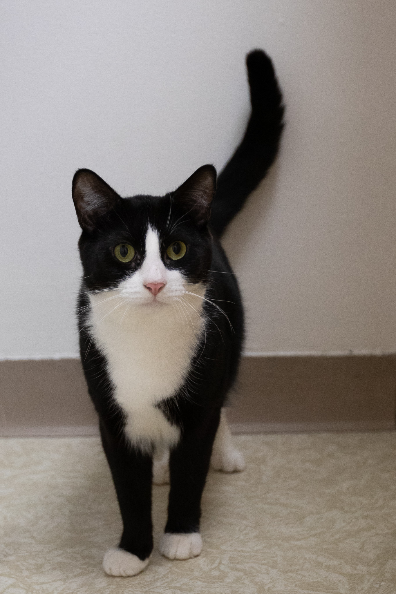 Bailey, a Adoptable Domestic Short Hair in Montclair, NJ image 2/6