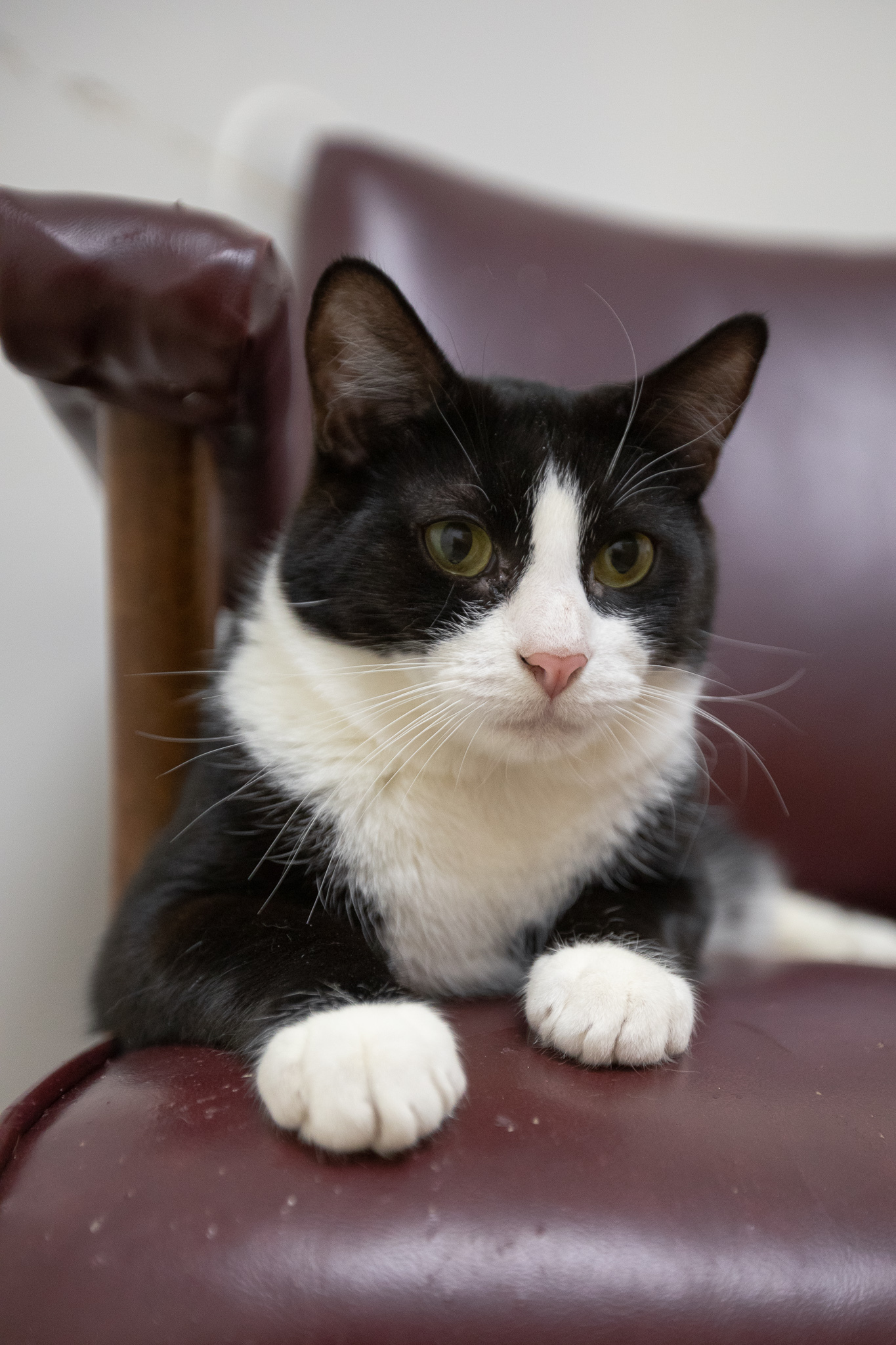 Bailey, Adoptable, Young Male Domestic Short Hair.