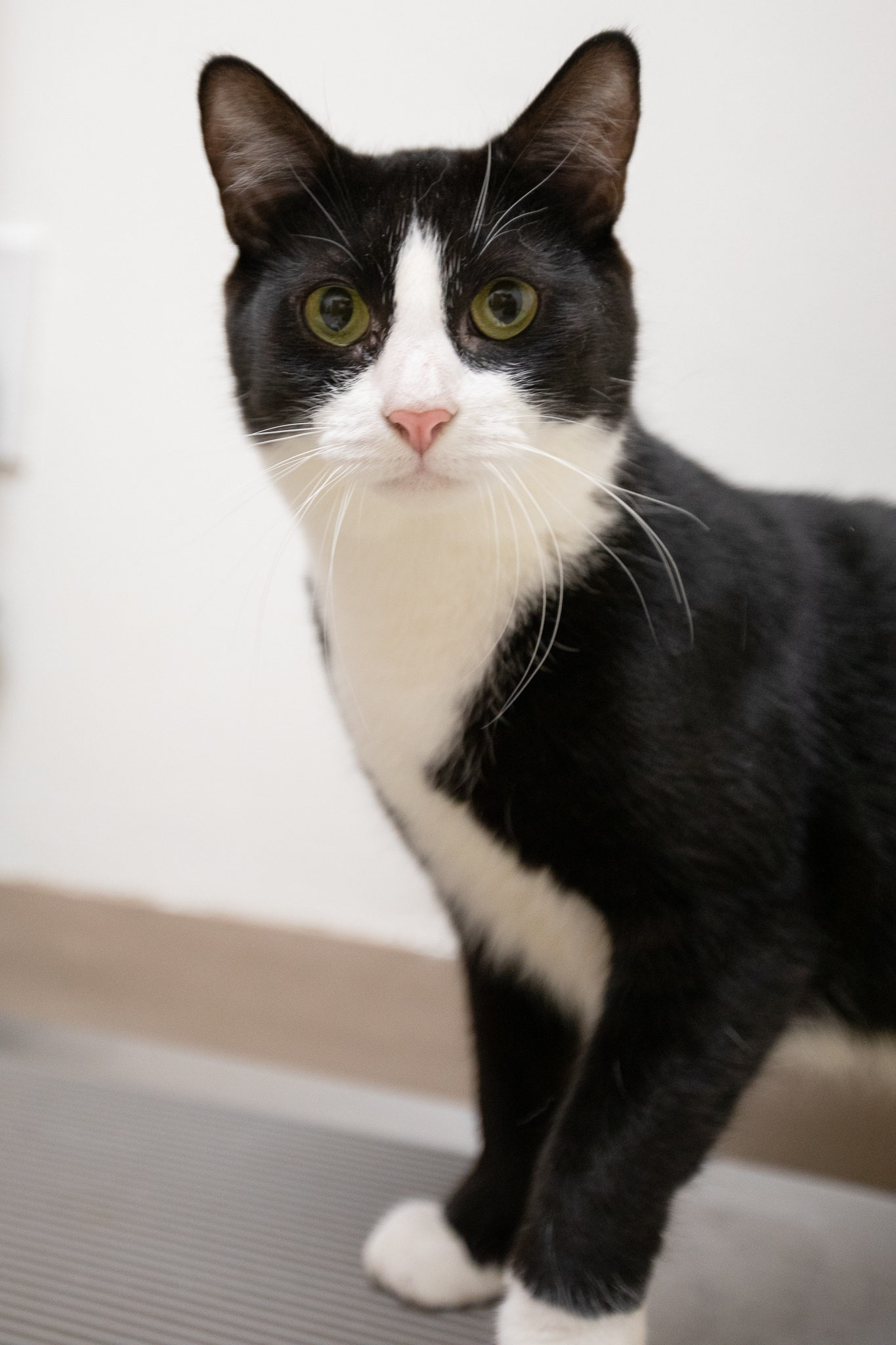 Bailey, a Adoptable Domestic Short Hair in Montclair, NJ image 4/6