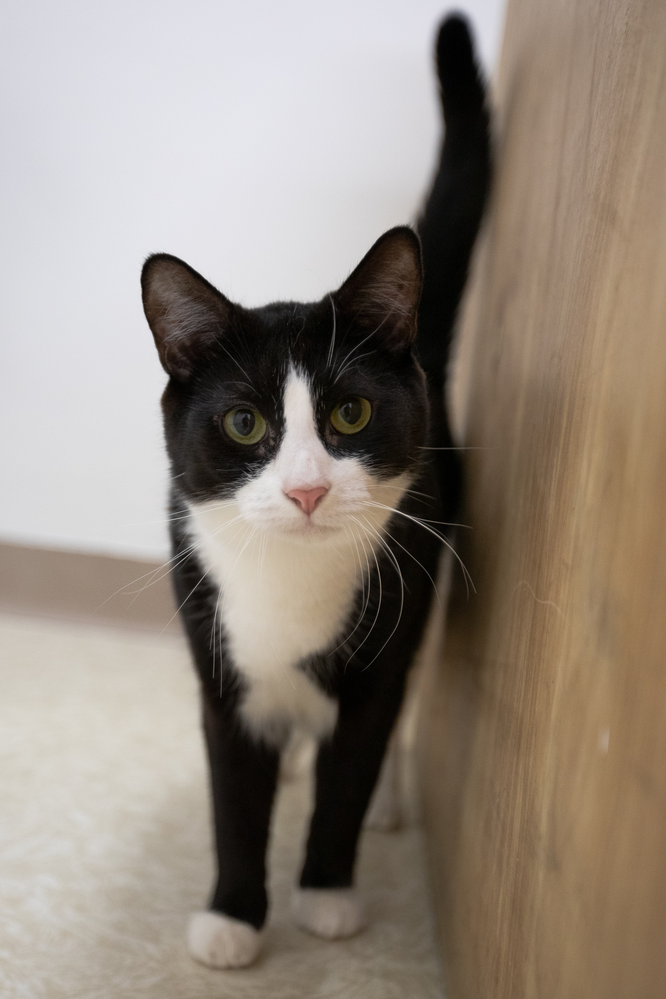 Bailey, a Adoptable Domestic Short Hair in Montclair, NJ image 5/6