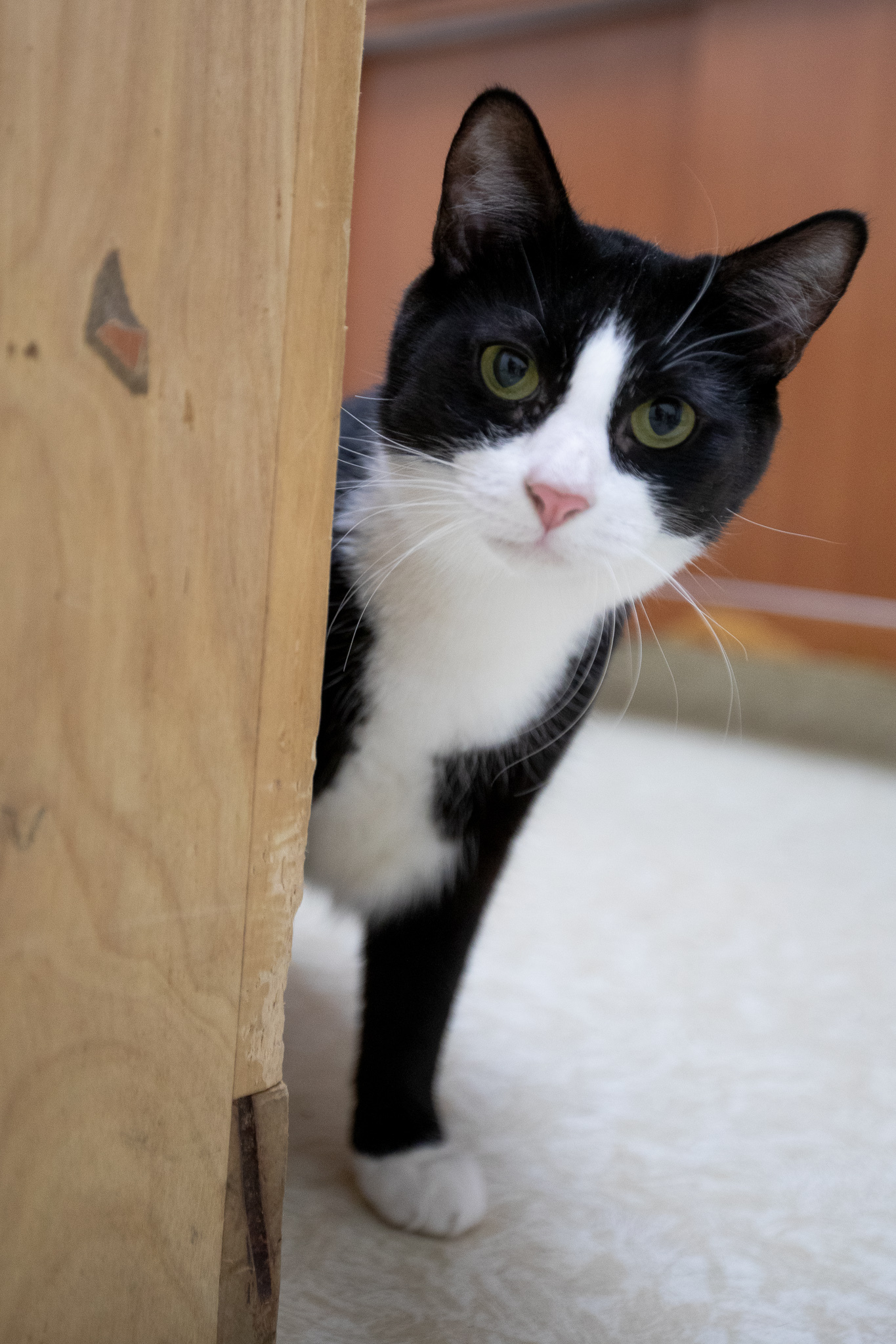 Bailey, a Adoptable Domestic Short Hair in Montclair, NJ image 6/6