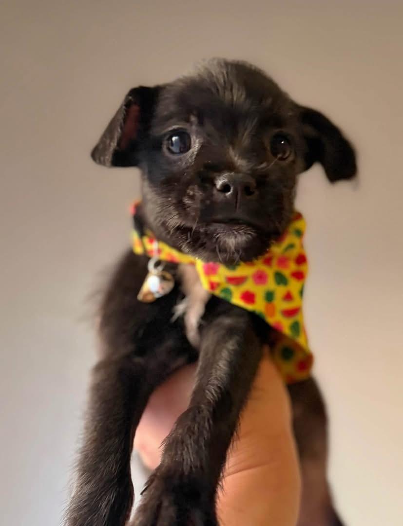 Enlarge Sunniva, a Adoptable mixed breed in Pflugerville, TX image 1/1