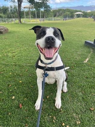 Zenon, Adoptable, Adult Female Mixed Breed & Mixed Breed.