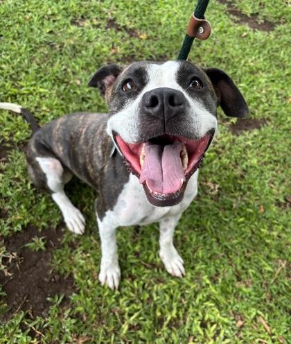 Enlarge Zena, a Adoptable mixed breed in Honolulu, HI image 2/3