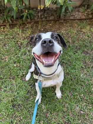 Enlarge Zena, a Adoptable mixed breed in Honolulu, HI image 3/3