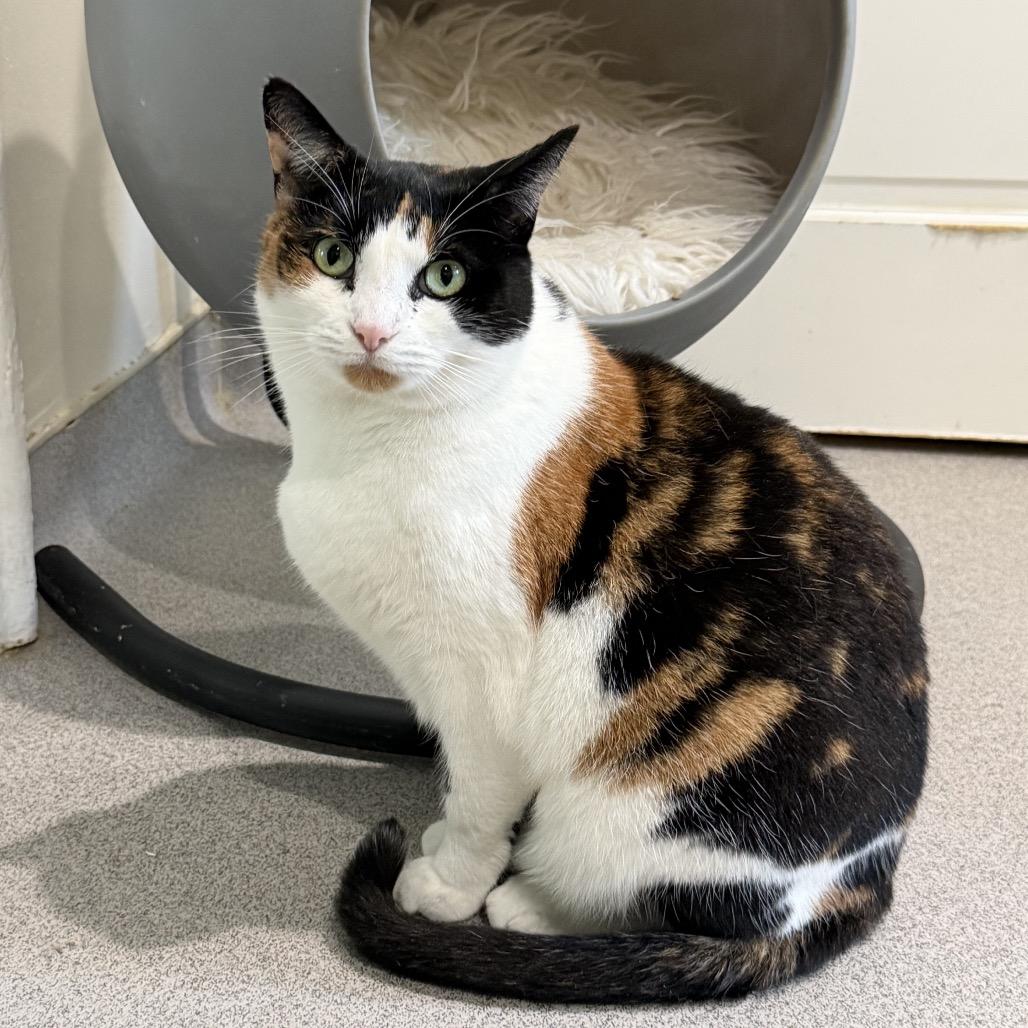 Enlarge Babe, a Adoptable Domestic Short Hair in Oyster Bay, NY image 2/3