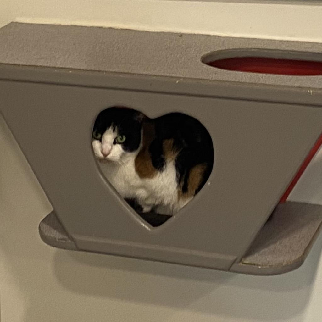 Enlarge Babe, a Adoptable Domestic Short Hair in Oyster Bay, NY image 3/3