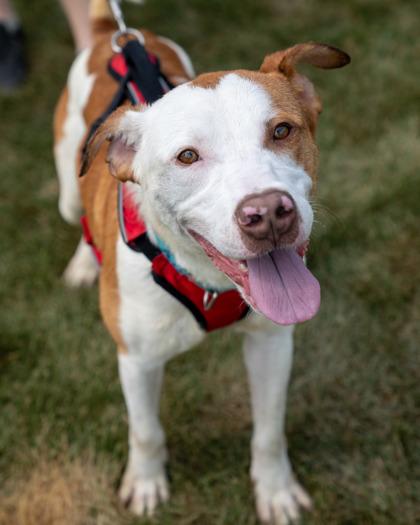 Indiana, Adoptable, Adult Male Labrador Retriever & Mixed Breed.