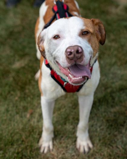 Enlarge Indiana, a Adoptable mixed breed in Pequot Lakes, MN image 2/3