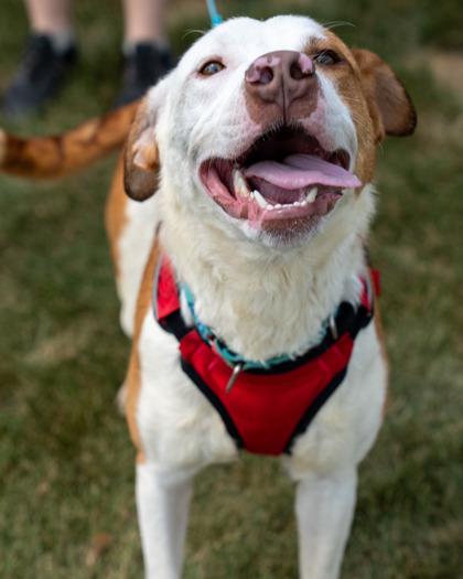 Enlarge Indiana, a Adoptable mixed breed in Pequot Lakes, MN image 3/3